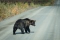 Panamericana: Bär auf Dempster Highway